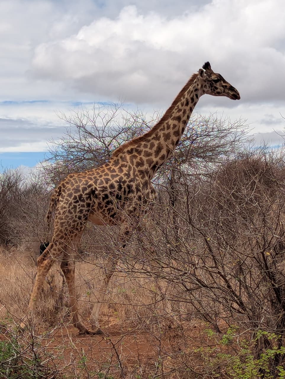 Giraffa