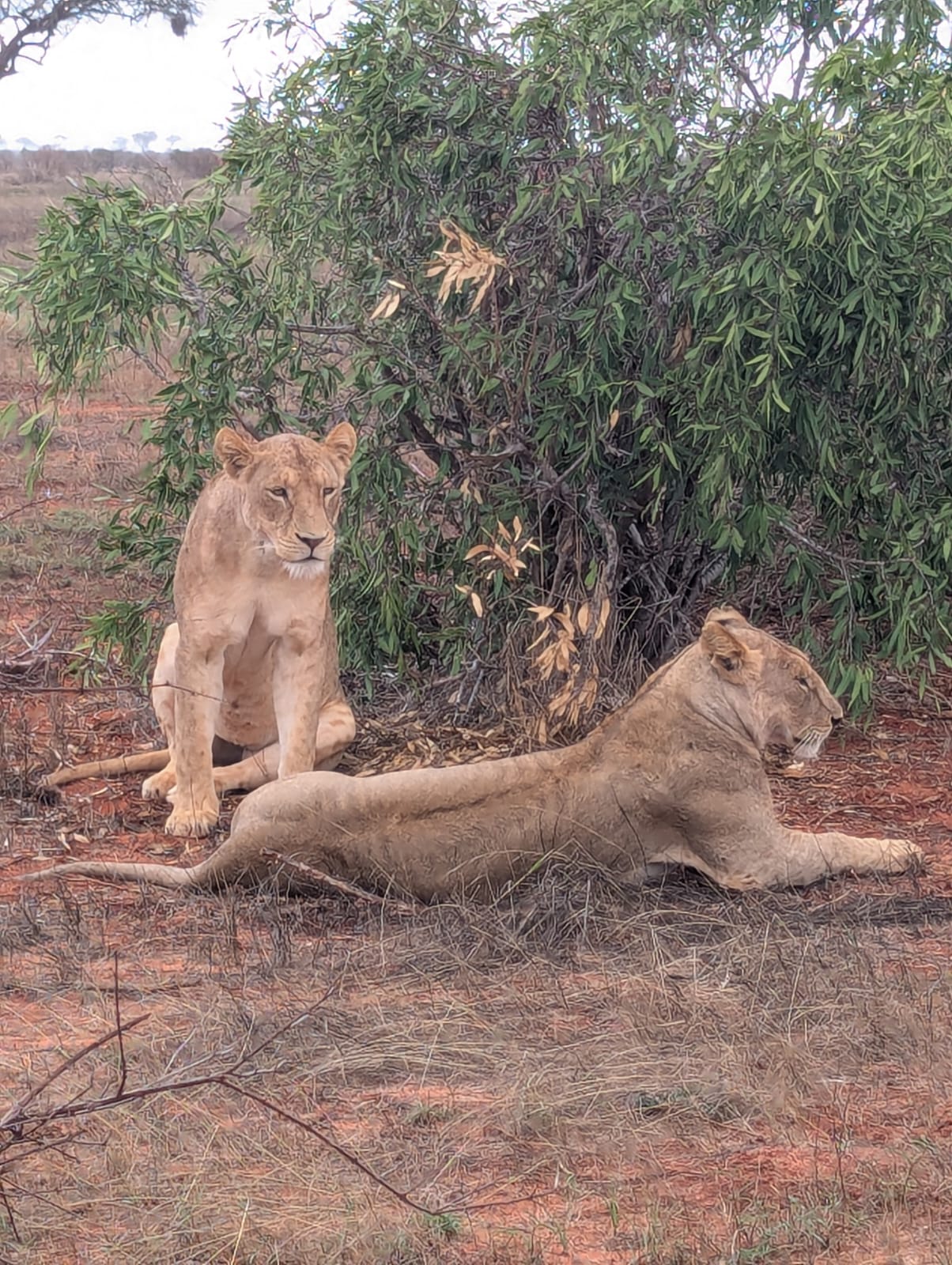 Safari Tsavo