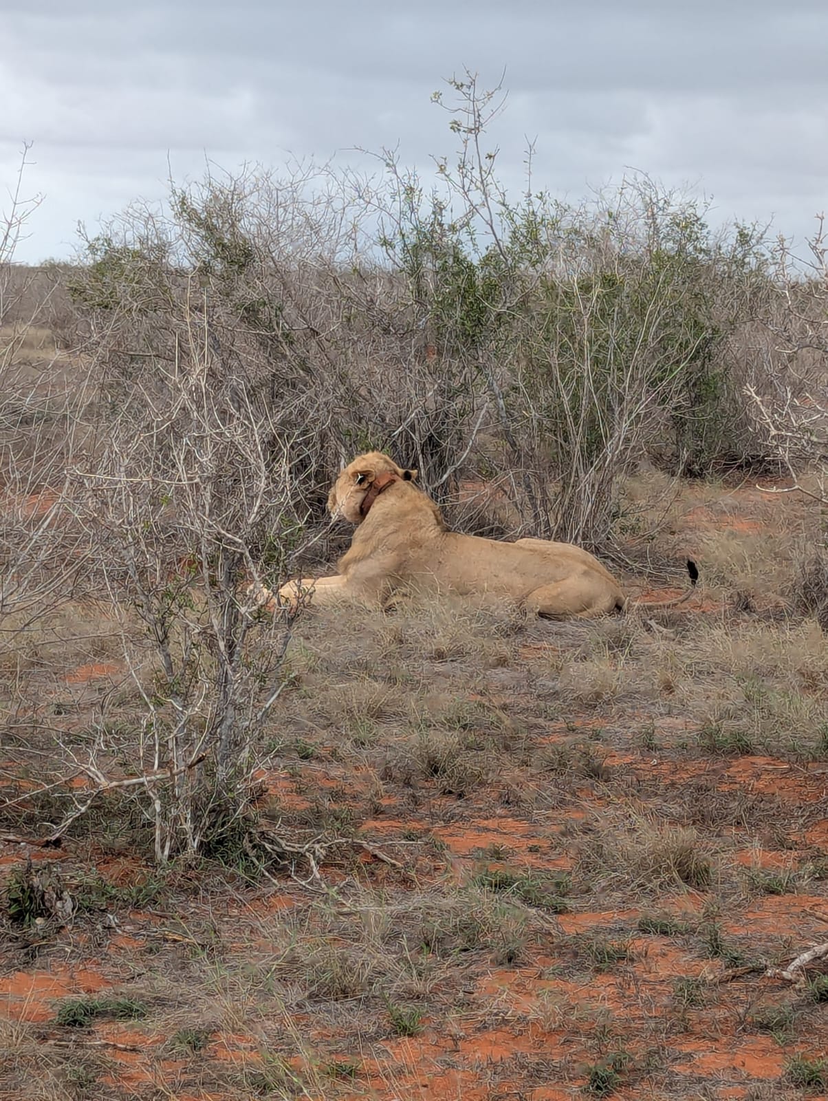 Safari